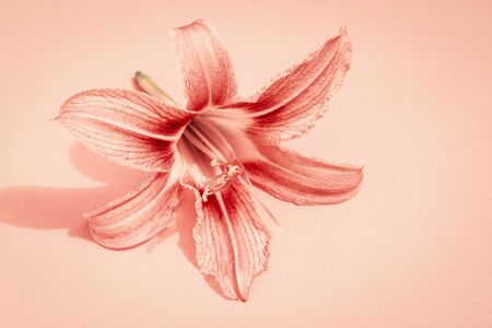 Closeup of lily flower on pink background.の写真素材