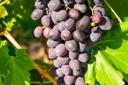 A bunch of table grapes on a vine.