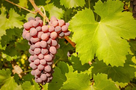 A bunch of table grapes and large vine leaves in the sunlight.