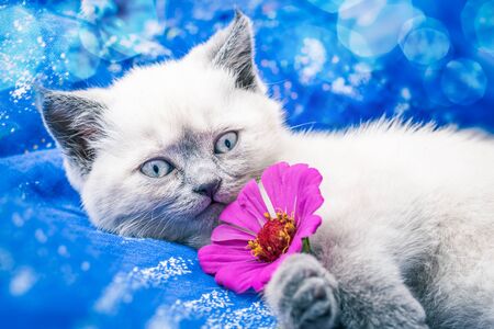 Cute little kitten with a pink flower on a blue blanket.の写真素材