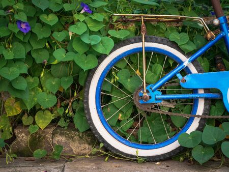 Closeup rear wheel of an old children's bicycle on a background of bindweed flowers and leaves.の写真素材