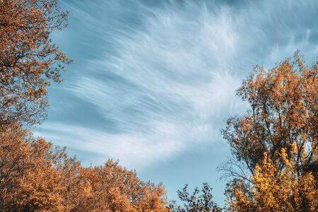 Surreal pattern of  clouds on the sky and trees with yellow leaves.の写真素材
