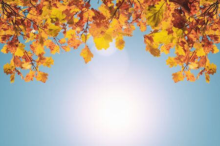 Frame of yellow oak leaves on a background of blue sky.