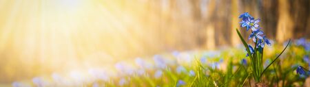 Blooming scilla flowers in the middle of forest grass web banner: springtime concept and first flowers.の写真素材