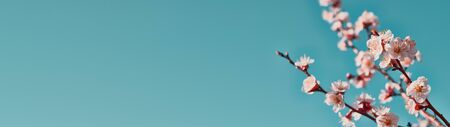 Panoramic shot of flowering apricot branches on a blue background with copy space: spring time concept.の写真素材
