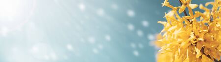 Forsythia blooming flowers on sunny blue sky background web banner with copy space: spring time...