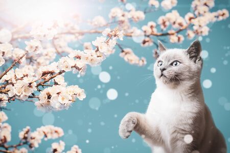 Branches of blossoming apricots and a playful cute kitty on a background of bright sky and sun.の写真素材