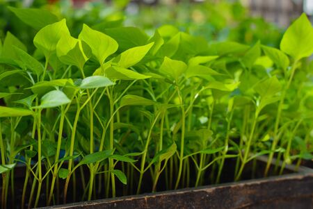 Sweet pepper seedlings in a box.の写真素材