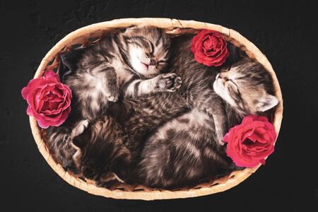 Top view of sleeping cute kittens in a basket with red roses flowers.の写真素材