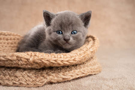 Portrait of a gray kitten in a basket look at the camera.の写真素材