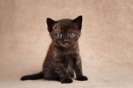 Portrait of a black kitten with a brown tint looking at the camera.の写真素材