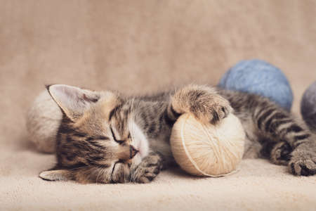 Tabby kitten cute sleeping on a carpet with balls of yarn.