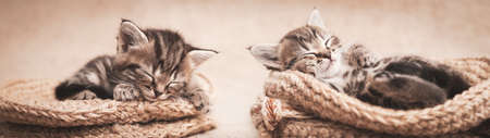 Tabby kittens cute sleeping in a wicker basket. Web banner.