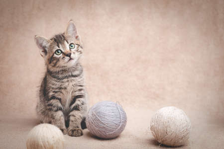 Cute tabby kitten sitting with balls of wool yarn with copy space.の写真素材