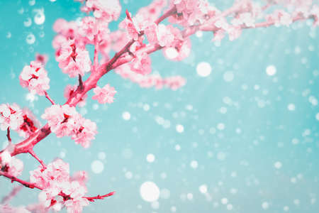 Spring background with copy space flowering branches of apricots.