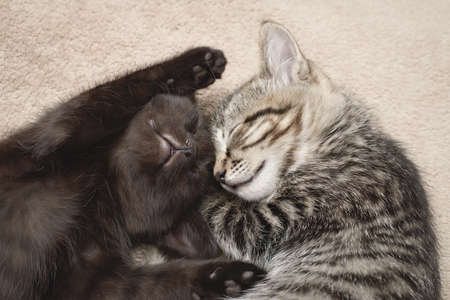 Black and tabby kitten sleep together.