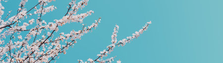 Blossoming tree branches springtime background web banner.の写真素材