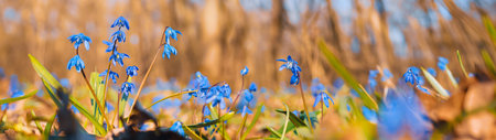 Springtime background flowers scilla in the park blurred background bannerの写真素材