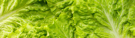 Green lettuce leaves texture background banner panoramic.の写真素材
