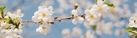 Blooming cherry branch blurred background banner.