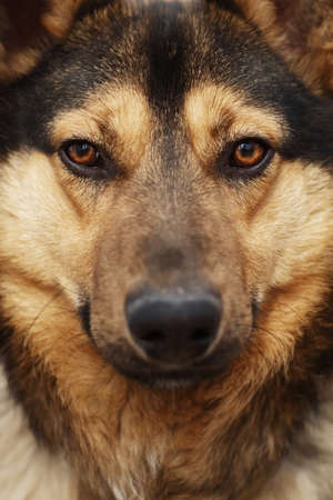 Portrait of an adult cute dog look at the camera.の写真素材