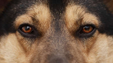 Close up portrait of an adult cute dog look at the camera.の写真素材