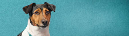 Dog breed Jack Russell Terrier sitting on a blue couch with copy space banner.の写真素材