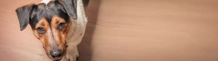 Dog Jack Russell Terrier looks at the camera with an expectant gaze with copy space banner.の写真素材