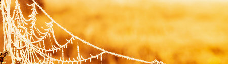 Spider web with dewdrops on dry grass in a cold autumn morning with copy space banner.の写真素材