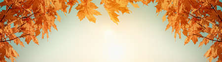 Autumn background of yellow maple leaves with copy space banner.の写真素材