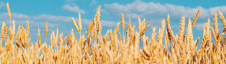 Ripe ears of wheat close up and blue sky panoramic banner.