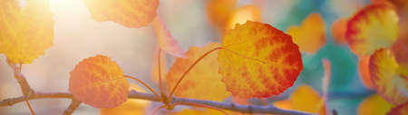 A branch of aspen with yellowed leaves on a sunny day banner panoramic.の写真素材