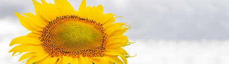Blooming sunflower close up panorama banner with copy space.の写真素材