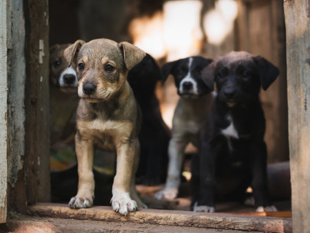 Homeless dog puppies in an abandoned roomの写真素材