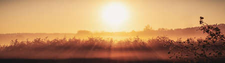Autumn landscape fog over the meadow in the rays of the dawn sunの写真素材