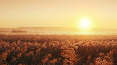 Autumn landscape fog over the meadow in the rays of the dawn sunの写真素材