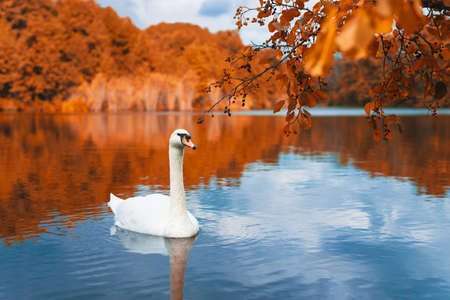 Autumn landscape white swan floating on the lake and the reflection of the autumn forest in the waterの写真素材