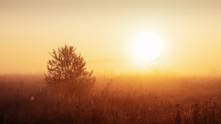 Autumn landscape of a lonely bush on a foggy meadow and the rising sunの写真素材