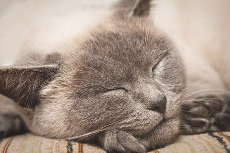 Close-up of the head of a dozing gray cat with closed eyesの写真素材