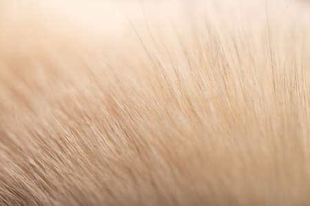 Close-up fur of a cat of beige color macro shotの写真素材