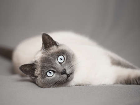 Cat lying on its side indoors looking at the cameraの写真素材