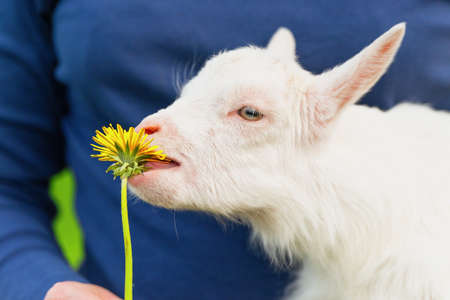 A small goat in the hands of a woman reaches for a dandelionの写真素材