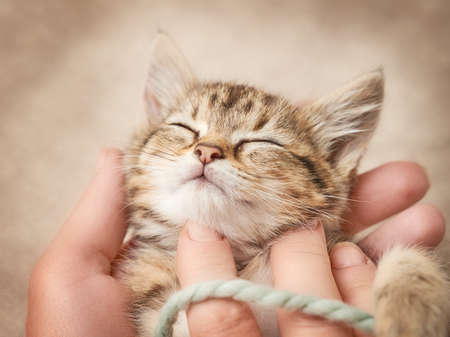 Sleeping tabby kitten in hands close up