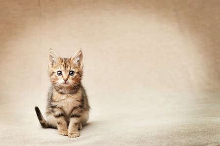 Cute tabby black brown kitten sitting looking at the camera with copy spaceの写真素材