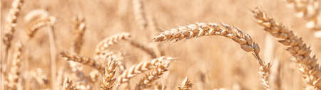 Close up ears of whitened wheat web bannerの写真素材