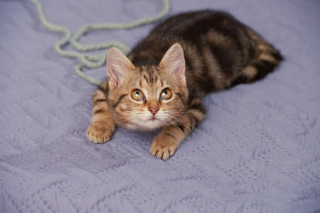 Tabby kitten in a playful mood and a keen look on the bedspread indoors high angle viewの写真素材