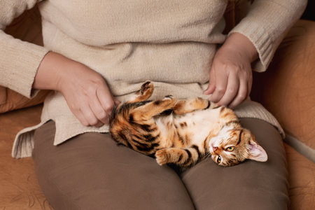 A cute tabby kitten lies relaxed on a woman's lap. Indoor high angle viewの写真素材