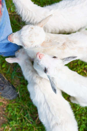 Little white goats at the farmer's feet. Top view outdoors on a summer day. Selective focus on baby goat with open eyesの写真素材