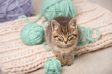 Cute striped kitten lying on knitted yarn and with balls of yarn. looking into the camera. Studio shot from a high angle.