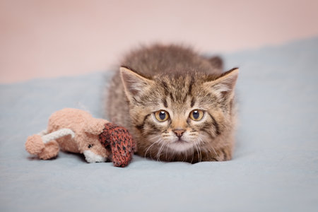A cute kitten looking at the camera sits on a blanket in readiness to attack. From a low angle view indoors.の写真素材
